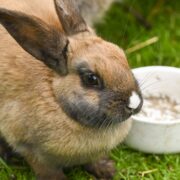 j-bunny