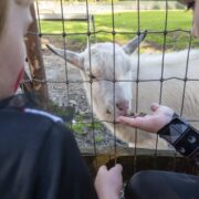 j-feeding-the-animals