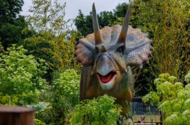 Barnstrm Macbeth Goresbridge Kilkenny